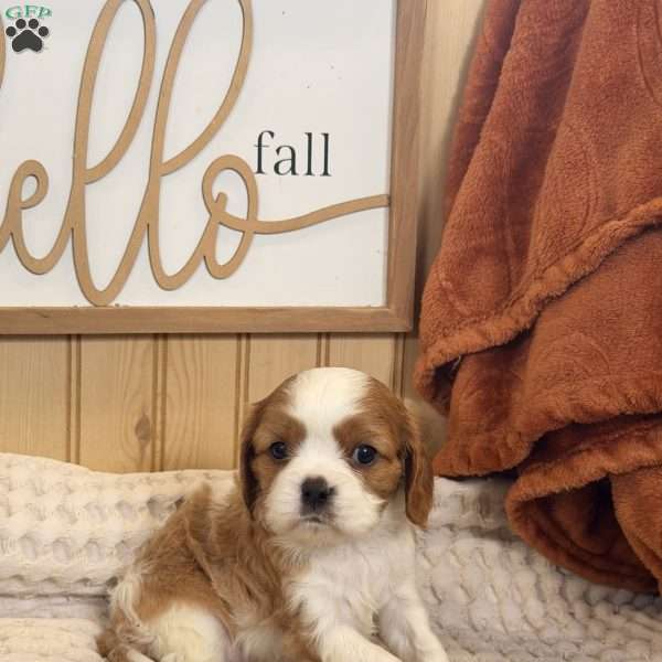 Captain, Cavalier King Charles Spaniel Puppy